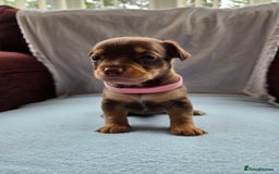 Mixed Breed dogs for sale: Beautiful Jack Russell x Chihuahua Puppies  - Image 4