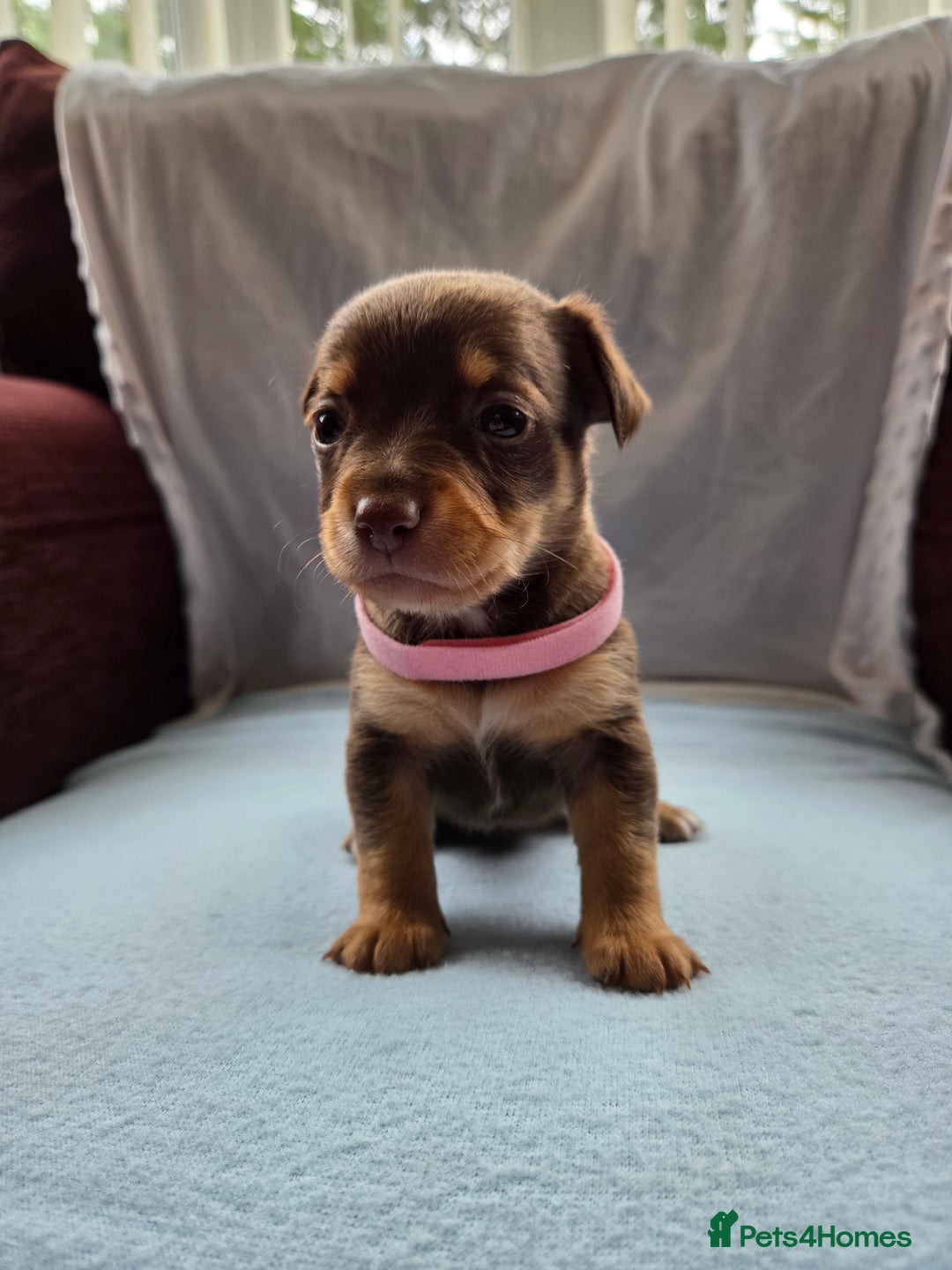 Mixed Breed dogs for sale: Beautiful Jack Russell x Chihuahua Puppies  - Image 4