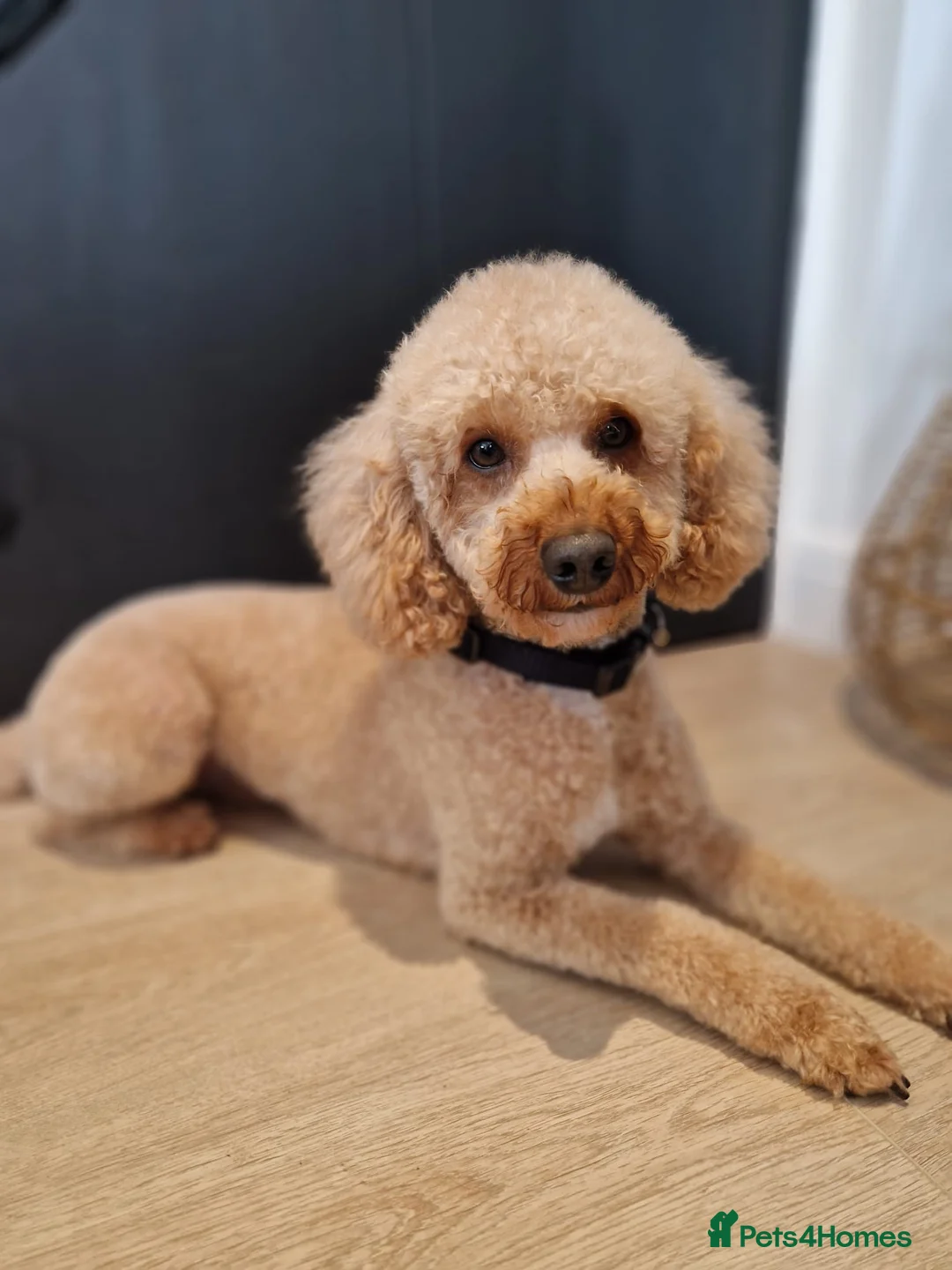 Miniature Poodle dogs for stud: Our Very handsome, charming Red Miniature Poodle  in Warrington - Advert 35