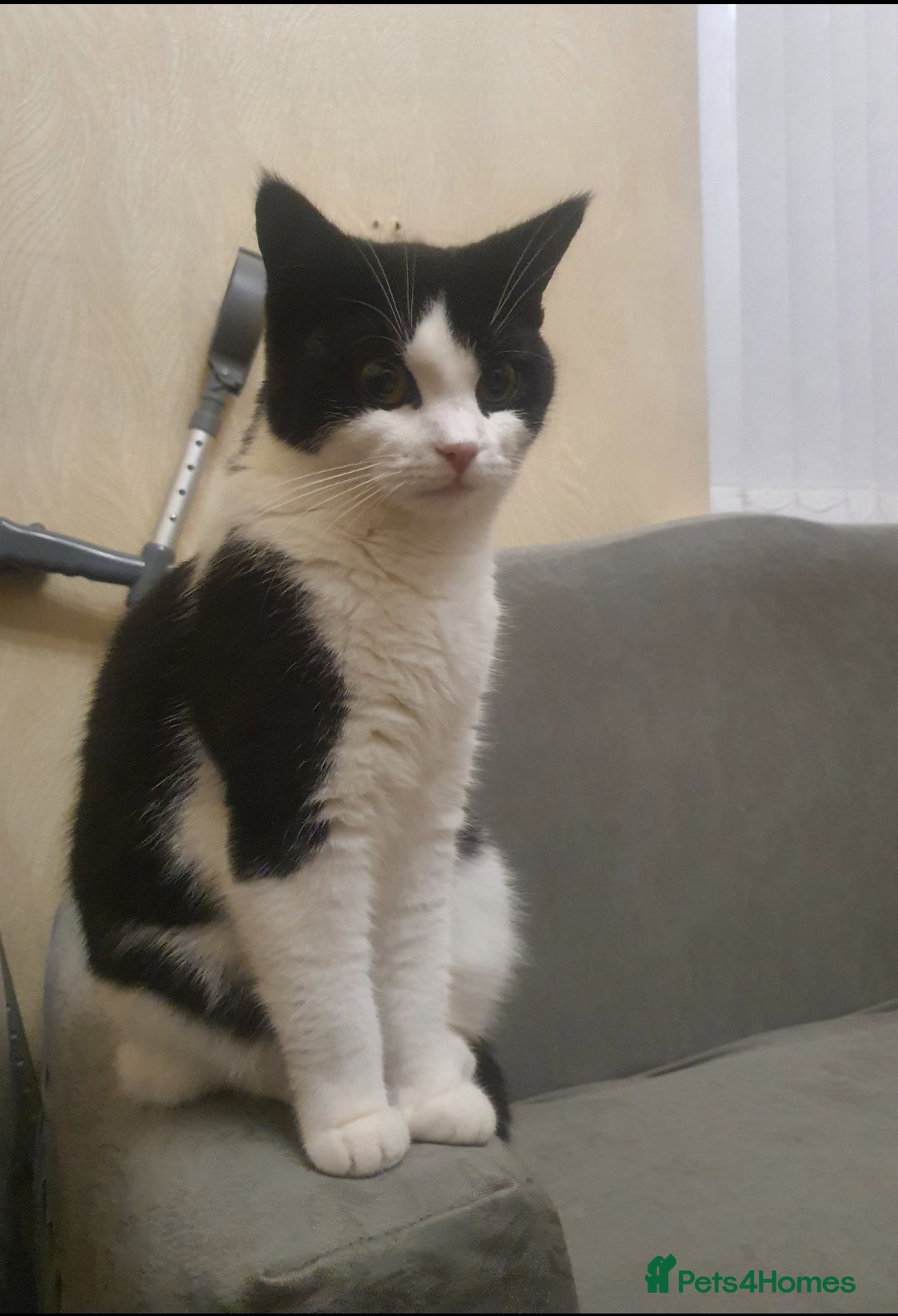 British Shorthair cats Female kitten - Advert 4