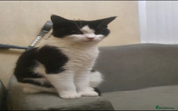 British Shorthair cats for sale: Female kitten - Image 1