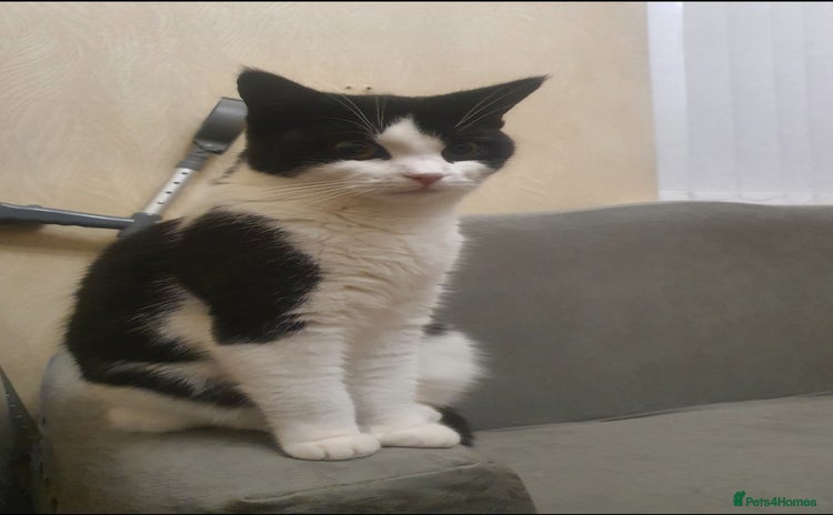 British Shorthair cats - Advert 2