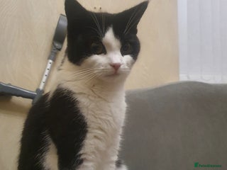 British Shorthair cats - Advert 1