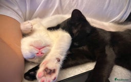 Mixed Breed cats for sale: 5 kittens for sale  - Image 8