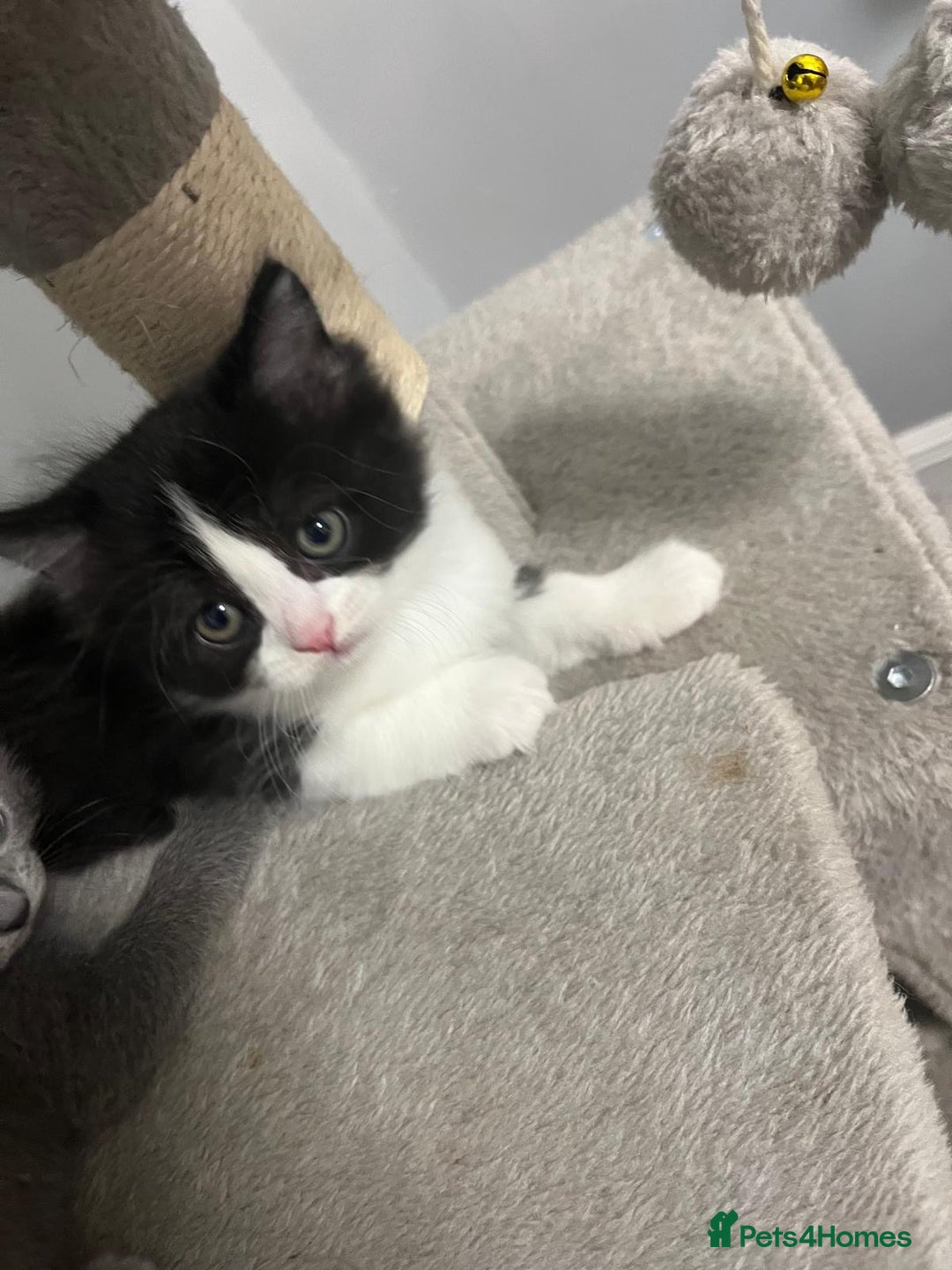 British Shorthair cats for sale: Absolutely stunning half bsh kittens - Image 1
