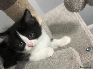 British Shorthair cats - Advert 3