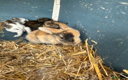 Harlequin rabbits for sale: Harlequin Baby rabbits for sale   - Image 5