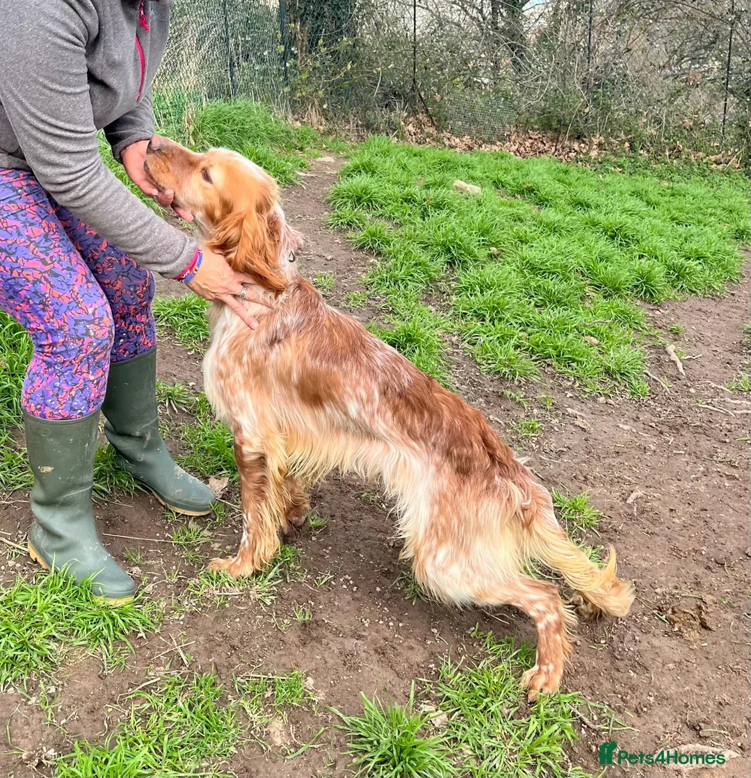 English Setter dogs for adoption: Tito  - Advert 4