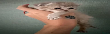 British Shorthair 4