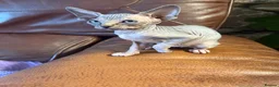 Sphynx cats for sale: Unique Sphynx & Elf Sphynx Kittens for Sale😊 - Advert 6