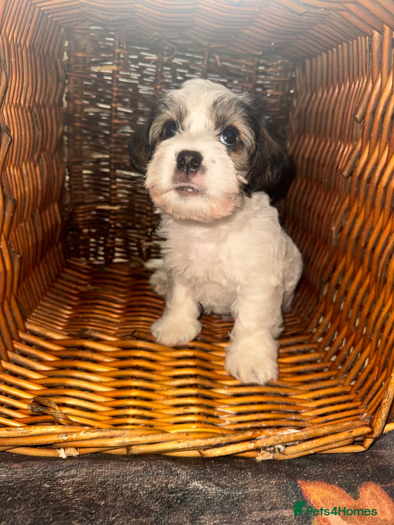 Mixed Breed dogs Sealyham terrier cross breed  - Advert 2