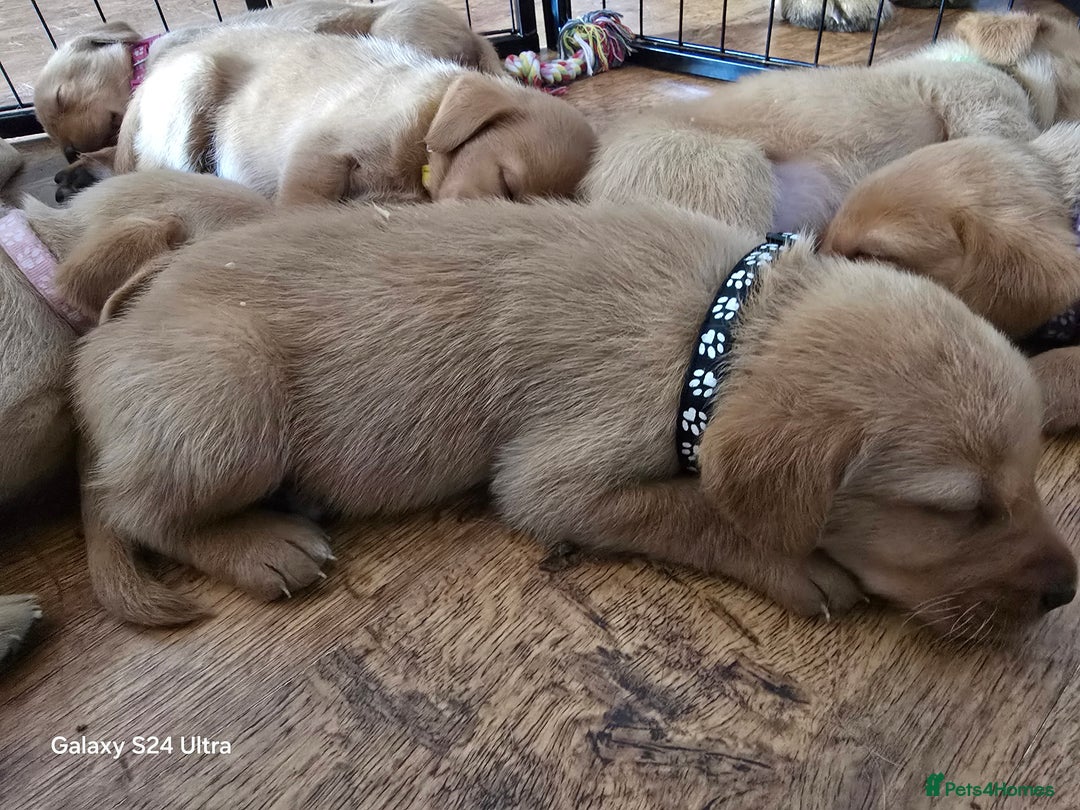 Labrador Retriever dogs for sale: KC REG Lab puppys x 2/11 ready to take home - Image 37