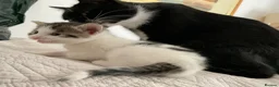 Domestic Shorthair cats for sale: Beautiful kittens ready in 5 weeks - Advert 30