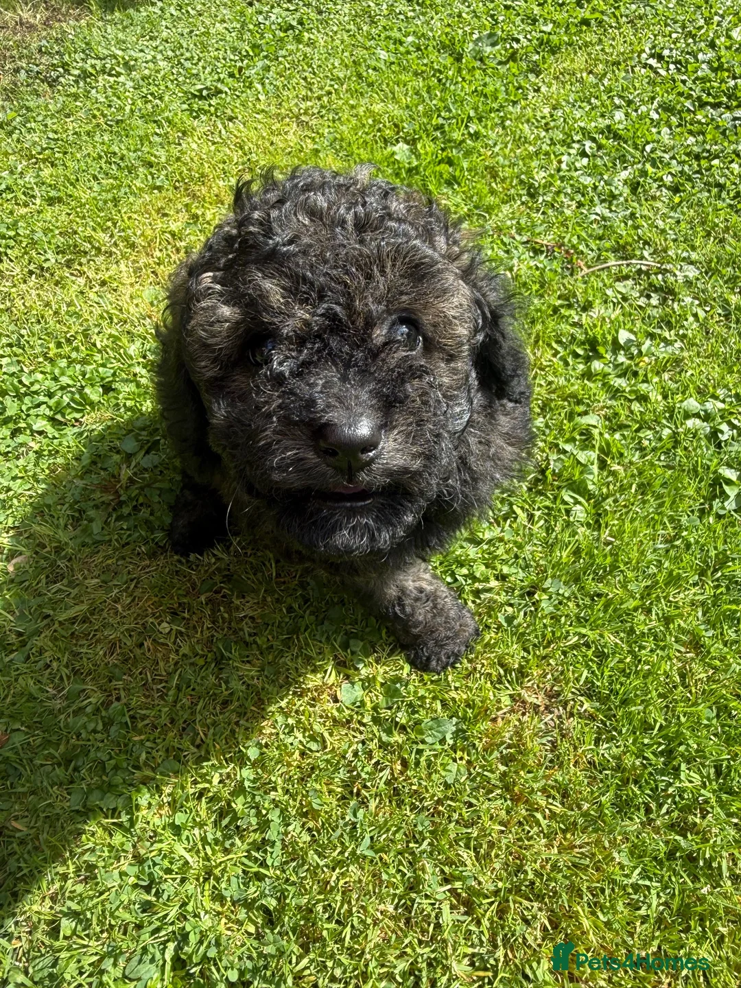Cavapoo dogs for sale: CavapooF1b Girl Parents Extensively Health Tested  - Advert 1