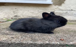 Netherland Dwarf rabbits for sale: Rare Colour purebred Netherland Dwarf  - Image 4
