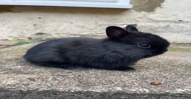 Netherland Dwarf rabbits - Advert 3