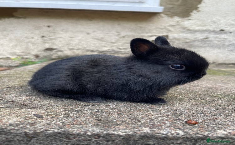 Netherland Dwarf rabbits - Advert 3