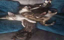 Mixed Breed cats for sale: Kittens for sale - Image 5