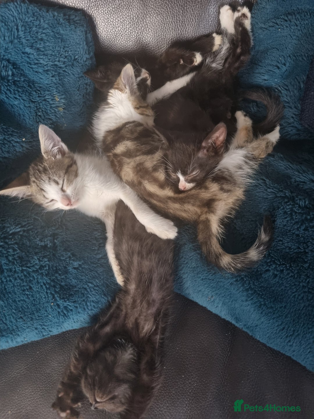 Mixed Breed cats for sale: Kittens for sale - Image 5