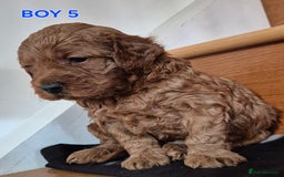 Mini Goldendoodle dogs for sale: F1b Red Miniature Goldendoodles tested parents - Image 14