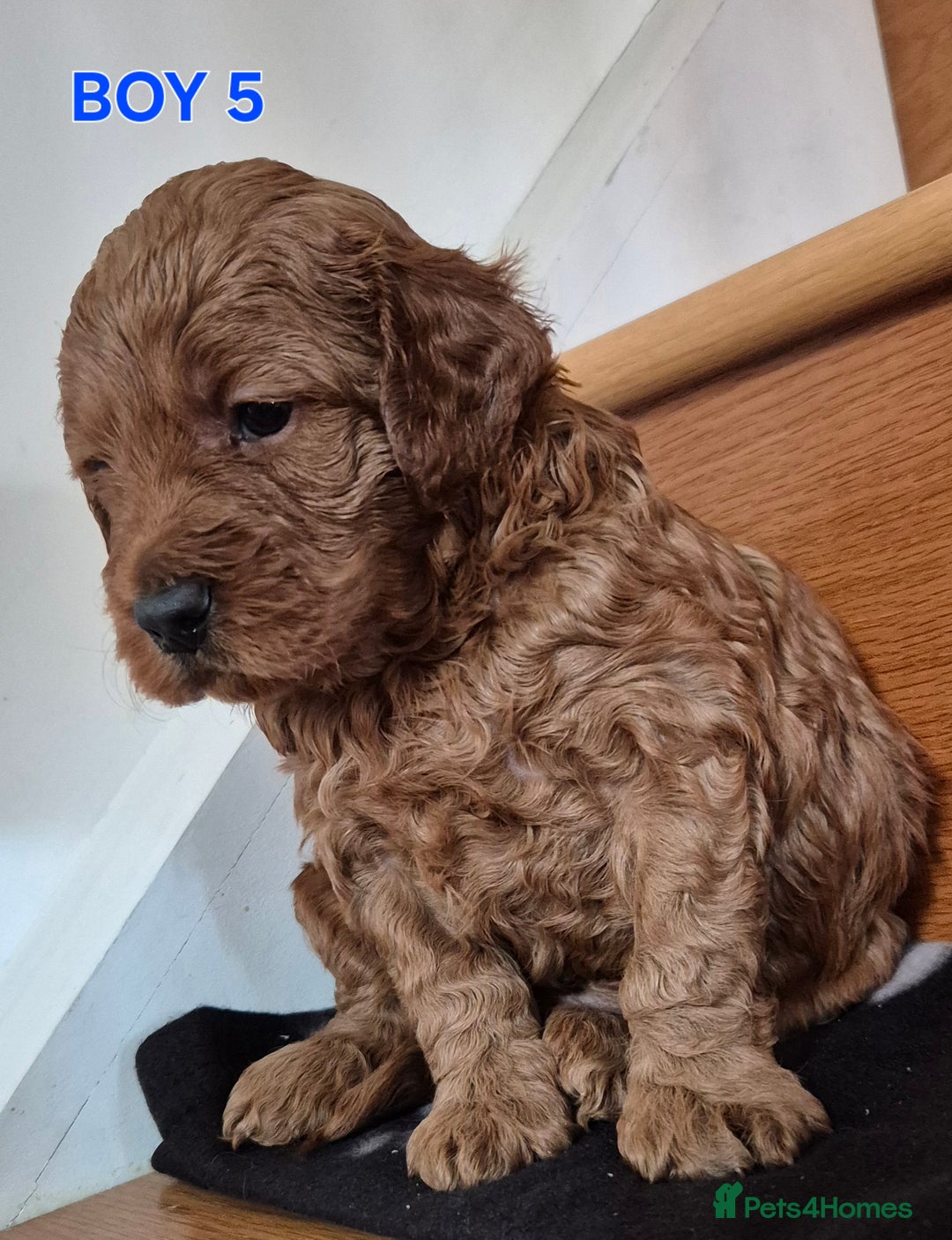 Mini Goldendoodle dogs for sale: F1b Red Miniature Goldendoodles tested parents - Image 14