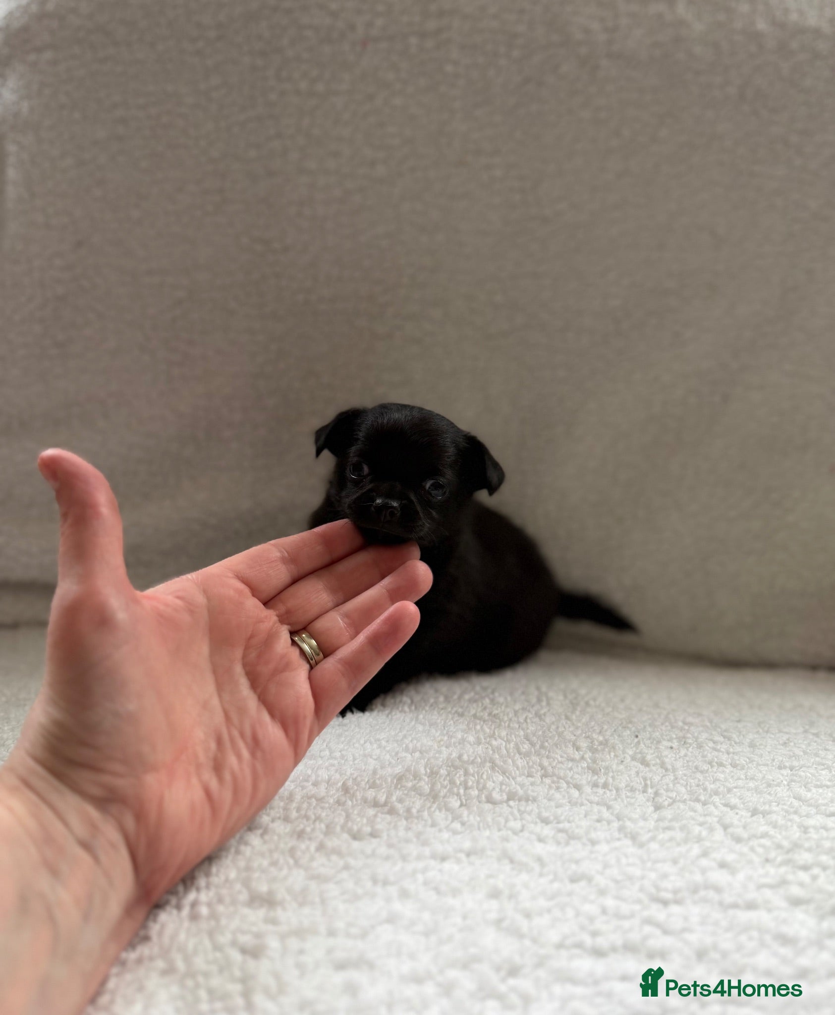 Chihuahua dogs Gorgeous small solid black chihuahua  - Advert 5