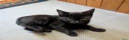 Mixed Breed cats for sale: 1 Scottish straight x fold & 1 domestic litter 🐈 - Advert 15