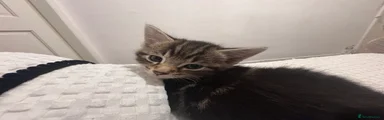 Mixed Breed Kitten 2