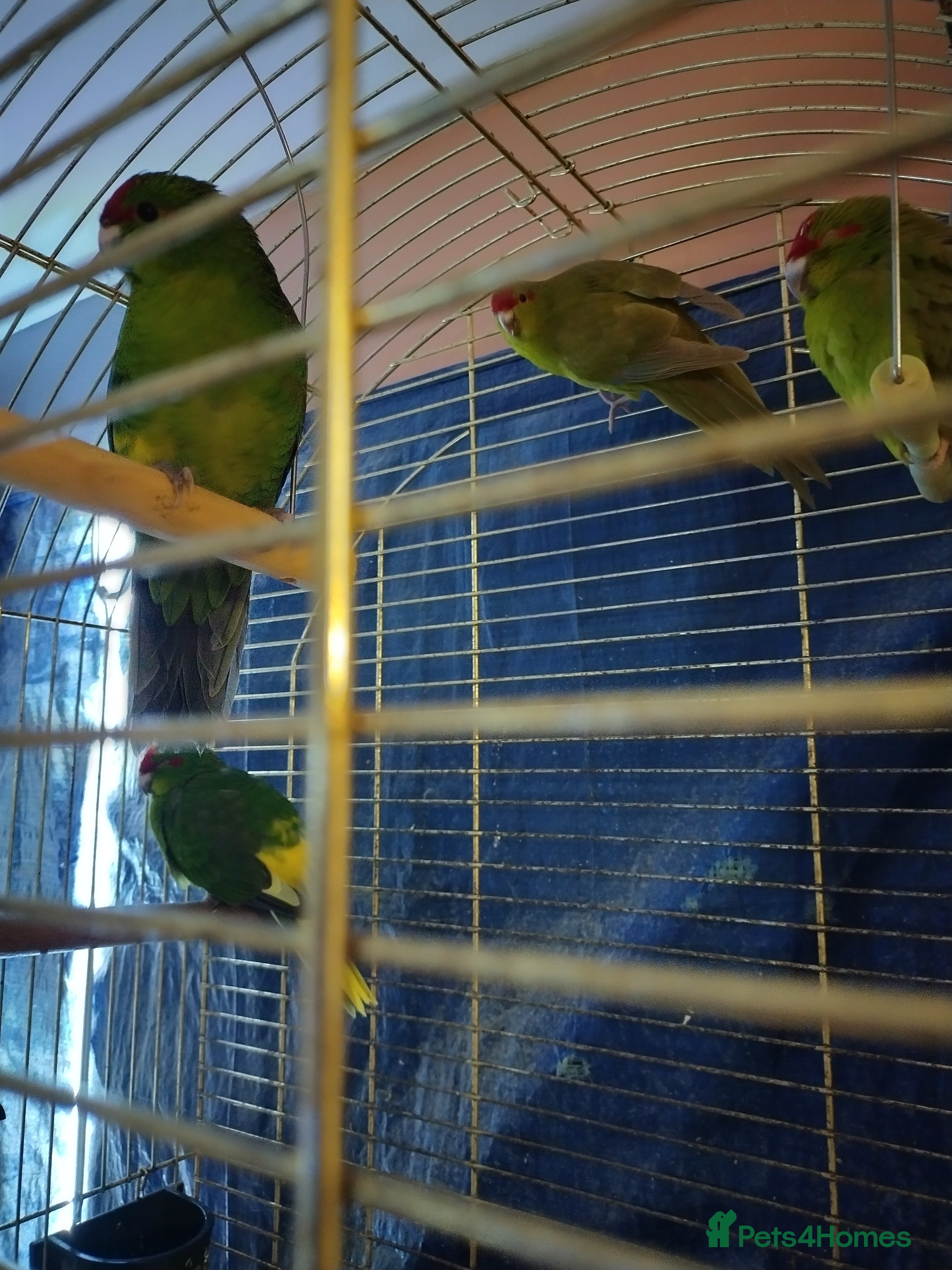 Parakeets birds For sale  - Advert 1