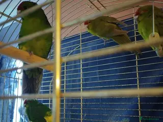 Parakeets birds For sale - Advert 1