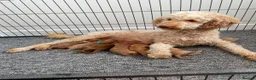 Cockapoo dogs for sale: Beautiful Cockapoo Puppies in Bristol - Advert 32