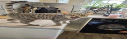 Mixed Breed cats for sale: Bengal cross and British short haired  - Advert 7