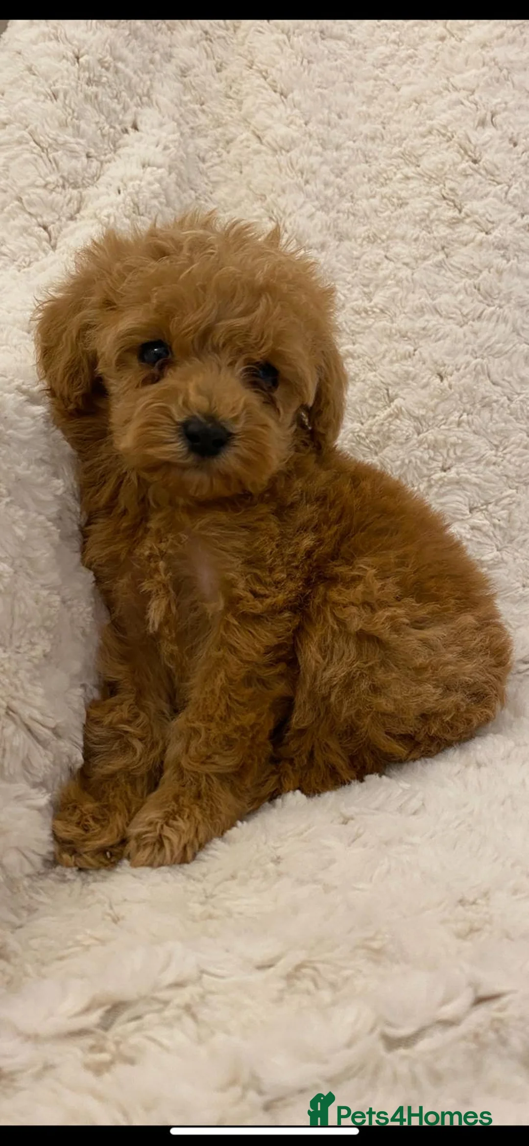 Cavapoo dogs for sale: 2 Toy cavapoos, parents extensively health tested  - Advert 2