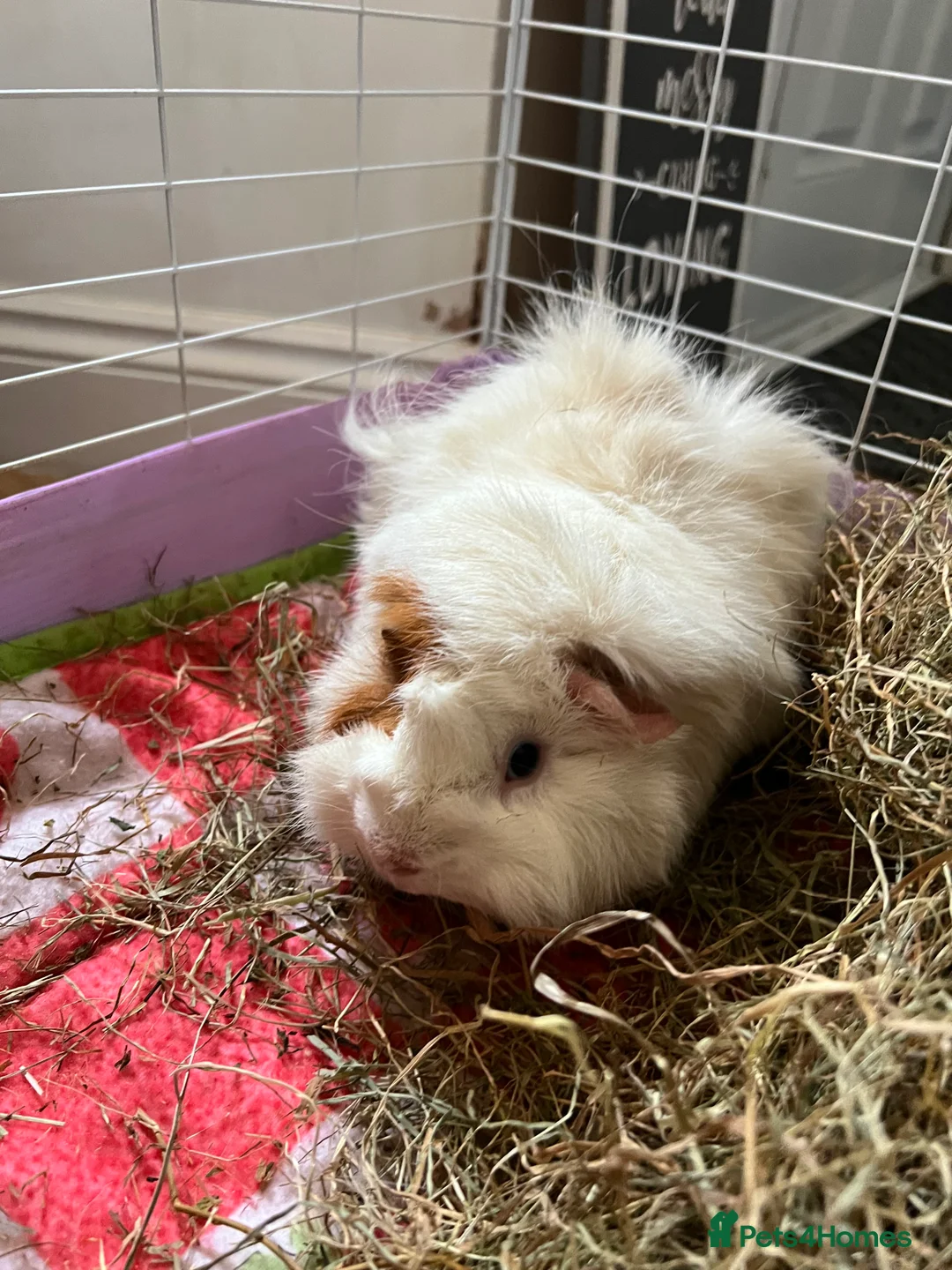 Guinea Pig rodents for sale: Two boy guinea pigs in Snodland - Advert 1