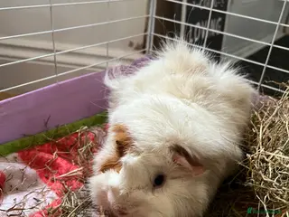 Guinea Pig rodents Two boy guinea pigs in Snodland - Advert 1