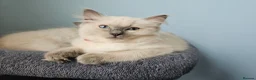 Ragdoll cats for sale: ❤️Beautiful RAGDOLL KITTEN ❤️ - Advert 12
