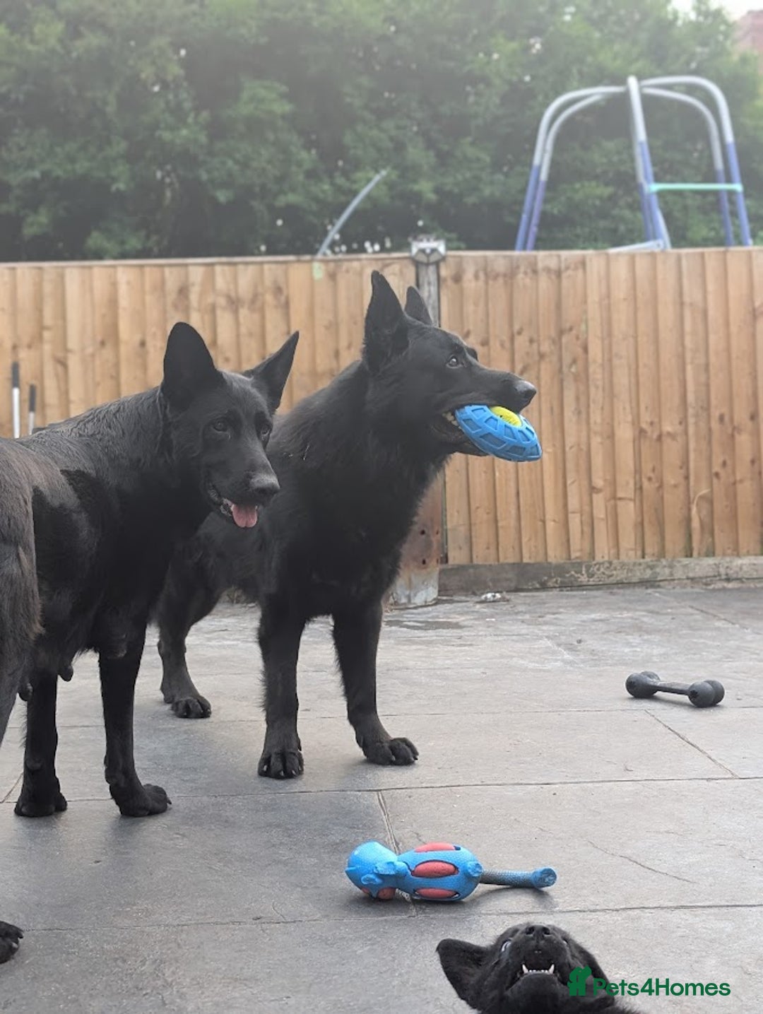 German Shepherd dogs for sale: Gorgeous German Shepherd Puppies - Image 25