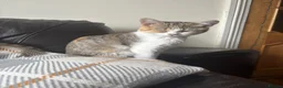 British Shorthair cats for sale: 5 cute British shorthair breed kittens  in Ilford - Advert 16