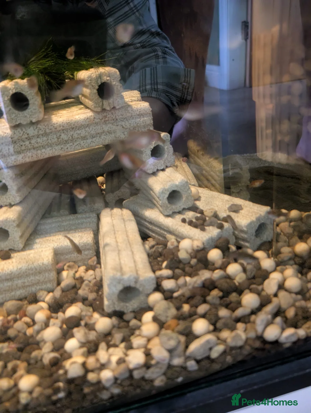 Mollies fish for sale: Mollie and platty babies in Littleborough - Advert 4