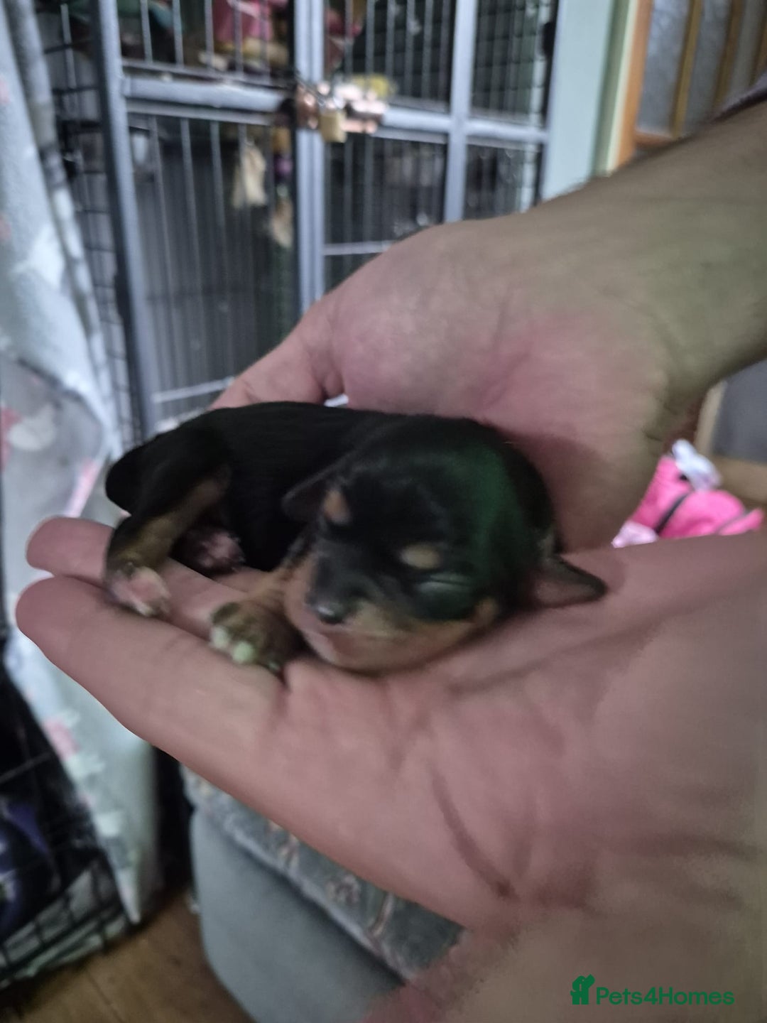 Cavalier King Charles Spaniel dogs for sale: Cute Cavaliers  - Image 4