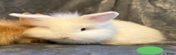 Lionhead rabbits for sale: 🐰 3 Baby Lionhead Rabbits for Sale 🐰 - Advert 9