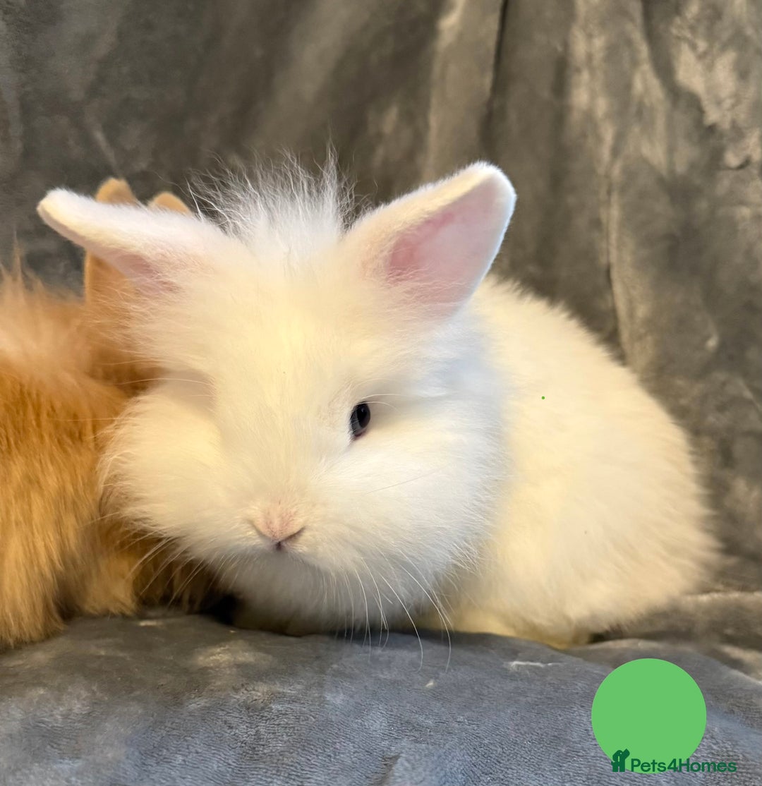 Lionhead rabbits for sale: 🐰 3 Baby Lionhead Rabbits for Sale 🐰 - Advert 9