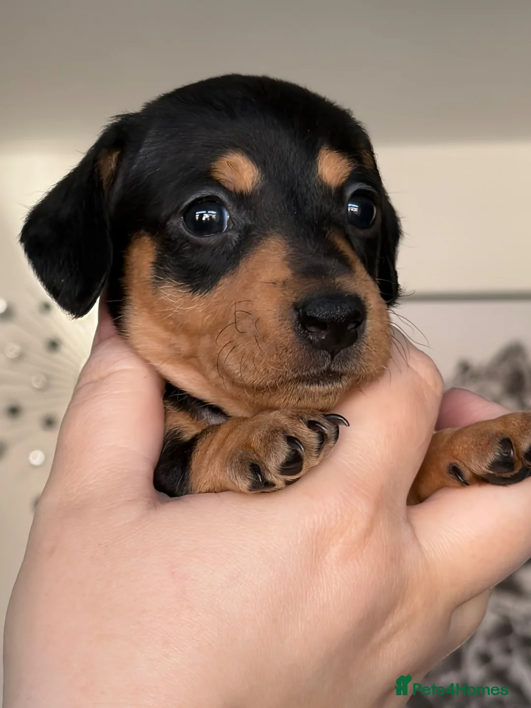 Miniature Dachshund dogs for sale: Last two remaining miniature dachshunds puppies!! - Advert 19