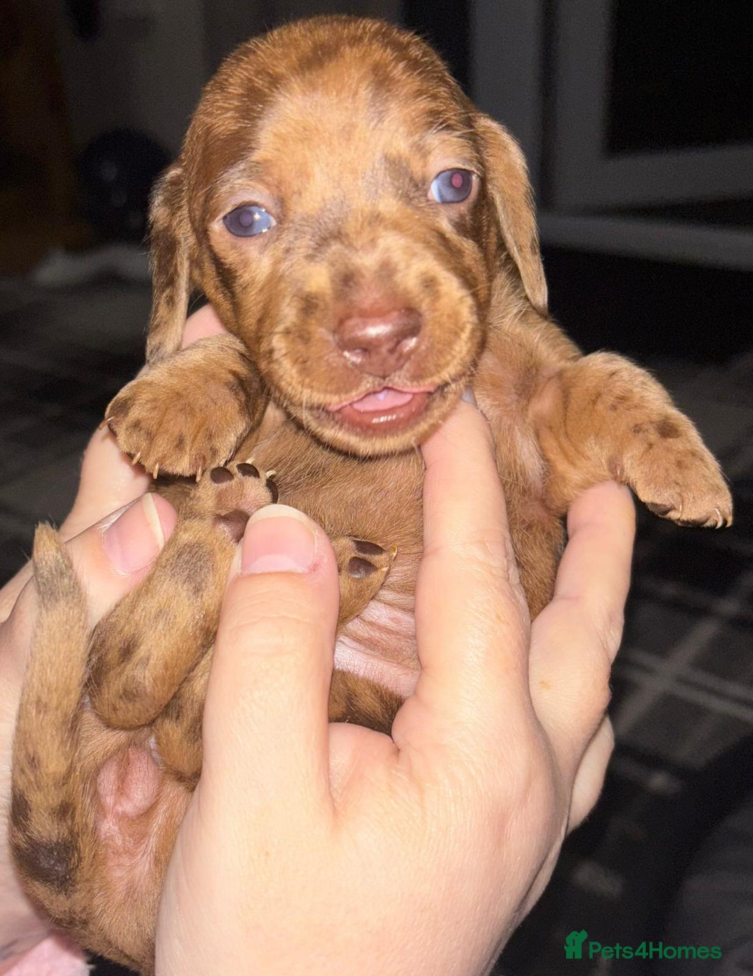 Miniature Dachshund dogs for sale: Stunning miniature dachshund  - Image 10