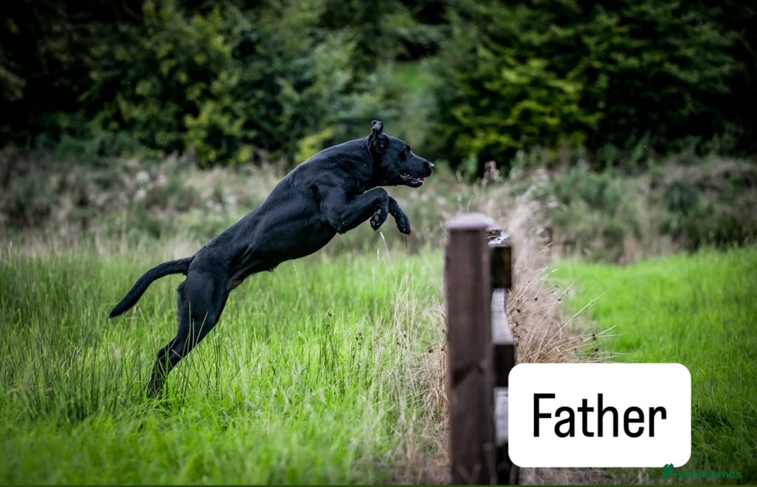 Labrador Retriever dogs for sale: Beautiful Labrador Puppies - Image 9