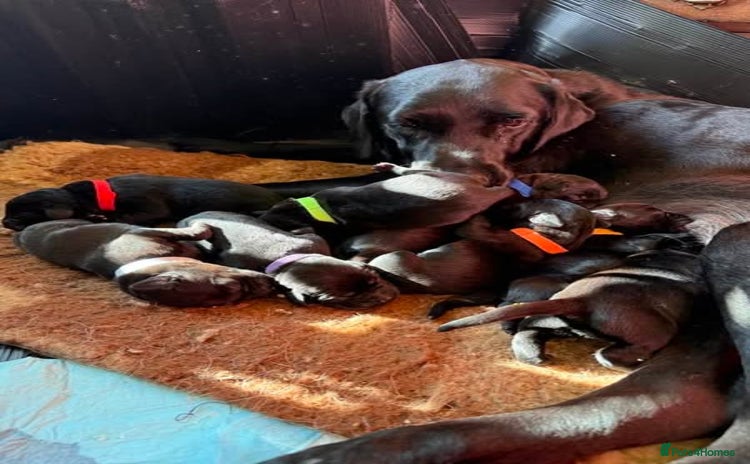 Labrador Retriever dogs - Advert 1