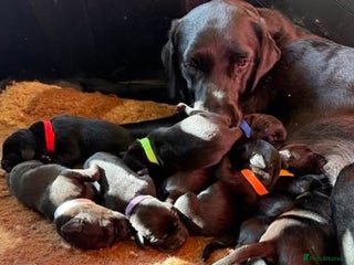 Labrador Retriever dogs - Advert 28