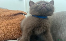 British Shorthair cats for sale: British shorthair kittens - Image 3