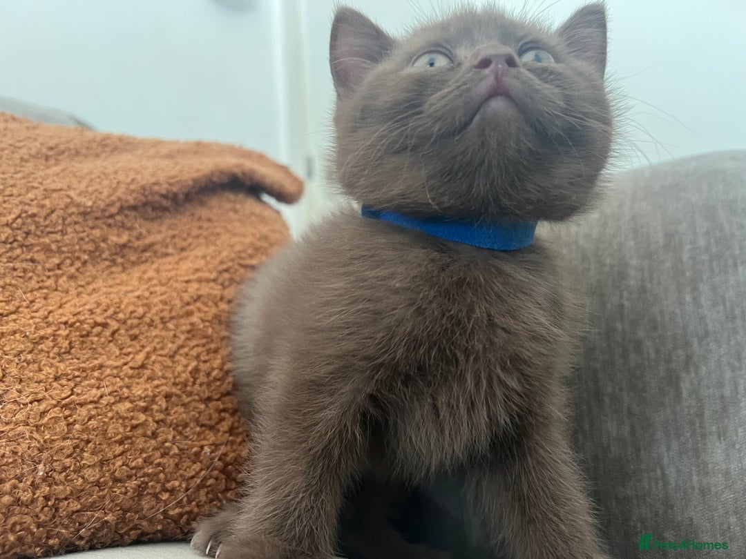 British Shorthair cats for sale: British shorthair kittens - Image 3