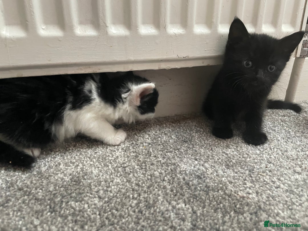 Mixed Breed cats for sale: Four beautiful kittens  - Image 2